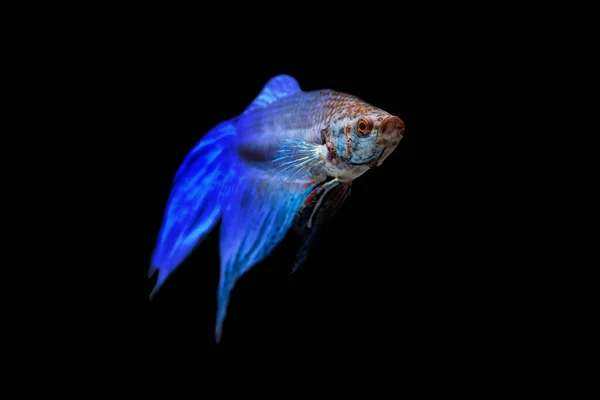 Blue Halfmoon Betta Fish Isolated Black Background — Stock Photo, Image