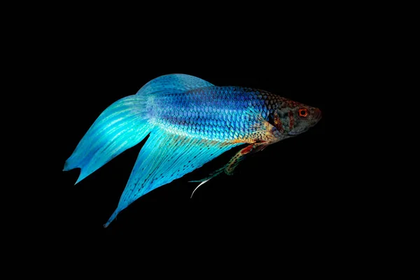 Mavi Yarım Ay Betta Balığı Kara Arkaplanda İzole Edildi.