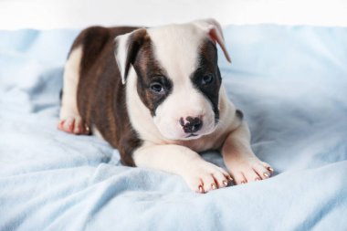 Amerikan Staffordshire Teriyeri Mavi Kapakta Uzanıyor Beyaz Arkaplanda İzole Edildi.