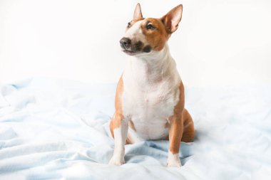 Mini Bull Terrier, beyaz arka planda, mavi kapakta oturuyor.. 