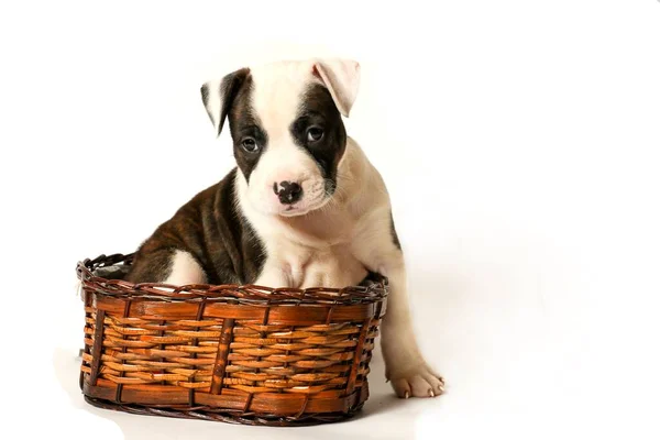 American Staffordshire Terrier Filhote Cachorro Amstaff Sentado Cesta Isolado Fundo — Fotografia de Stock