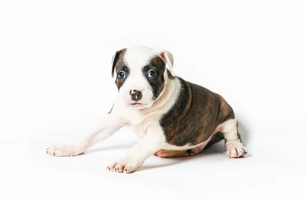 American Staffordshire Terrier Deitado Isolado Fundo Branco — Fotografia de Stock