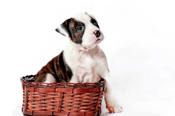 American Staffordshire Terrier Filhote Cachorro Amstaff Sentado Cesta Isolado Fundo — Fotografia de Stock