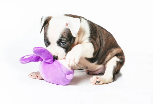 American Staffordshire Terrier Brincando Com Brinquedos Isolados Fundo Branco — Fotografia de Stock