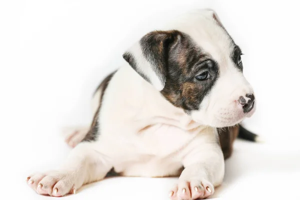 Amerikanska Staffordshire Terrier Ligger Isolerad Vit Bakgrund — Stockfoto