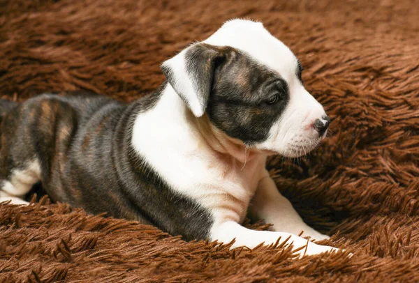 American Staffordshire Terrier Está Deitado Fundo Peludo Marrom — Fotografia de Stock