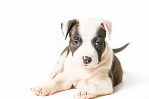 American Staffordshire Terrier Deitado Isolado Fundo Branco — Fotografia de Stock