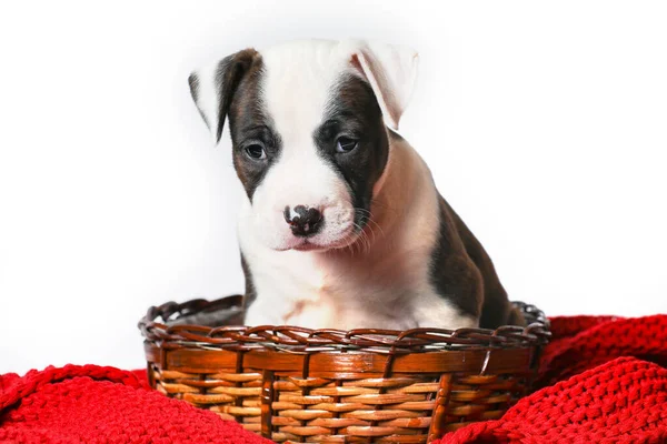 American Staffordshire Terrier Filhote Cachorro Amstaff Sentado Cesta Isolado Fundo — Fotografia de Stock