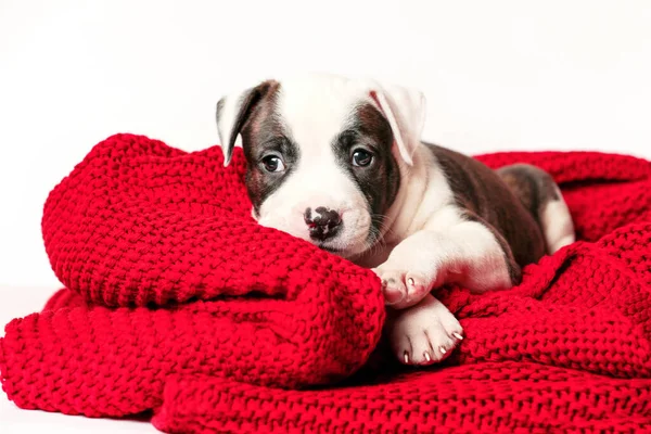 American Staffordshire Terrier Deitado Capa Tricô Vermelho Isolado Fundo Branco — Fotografia de Stock