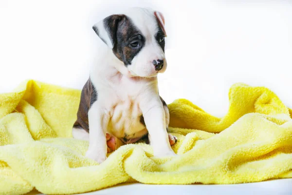 American Staffordshire Terrier Sentado Capa Amarela Isolado Fundo Branco — Fotografia de Stock