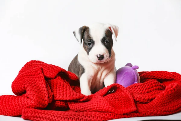 American Staffordshire Terrier Está Sentado Capa Tricô Vermelho Isolado Fundo — Fotografia de Stock