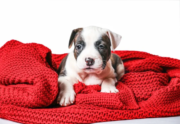 American Staffordshire Terrier Deitado Capa Tricô Vermelho Isolado Fundo Branco — Fotografia de Stock