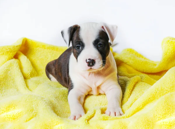 American Staffordshire Terrier Deitado Capa Amarela Isolado Fundo Branco — Fotografia de Stock