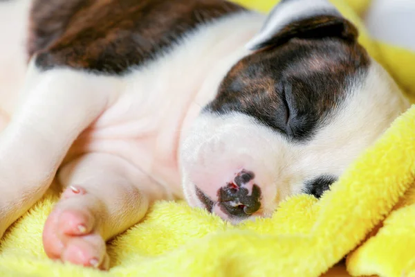 Amstaff American Staffordshire Terrier Bonito Filhote Cachorro Dormir Capa Amarela — Fotografia de Stock
