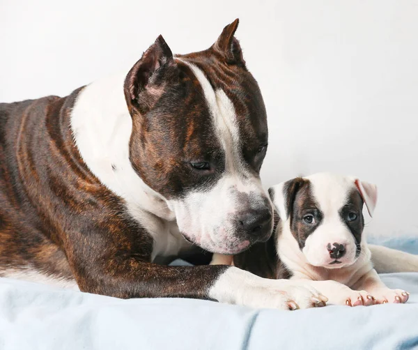 American Staffordshire Terrier Amstaff Adulto Filhote Cachorro Pai Filho Estão — Fotografia de Stock