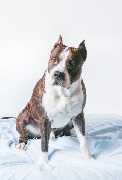 American Staffordshire Terrier Amstaff Adulto Isolado Fundo Branco — Fotografia de Stock