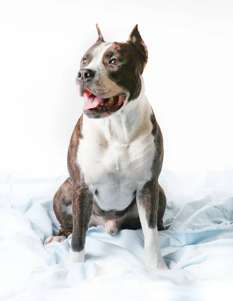 American Staffordshire Terrier Amstaff Adult Isolated White Achtergrond — Stockfoto