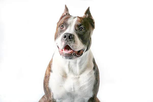 American Staffordshire Terrier Amstaff Adult Isolated White Achtergrond — Stockfoto