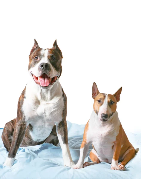 American Staffordshire Terrier Amstaff Adulto Mini Bull Terrier Estão Sentados — Fotografia de Stock