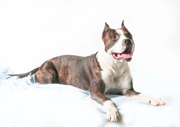 American Staffordshire Terrier Amstaff Adult Liggen Cover Geïsoleerd Witte Achtergrond — Stockfoto