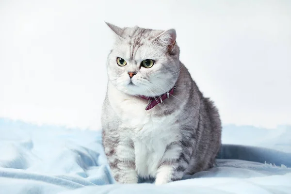 British Tabby Cat Sitting Isolated White Background — Stock Photo, Image