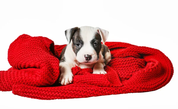 Amerikan Staffordshire Teriyeri, Kırmızı Örgü Kapağında Uzanıyor, Beyaz Arkaplanda İzole Edildi.