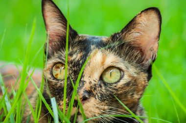 Kedi içinde belgili tanımlık Bahçe yalan söylüyor.