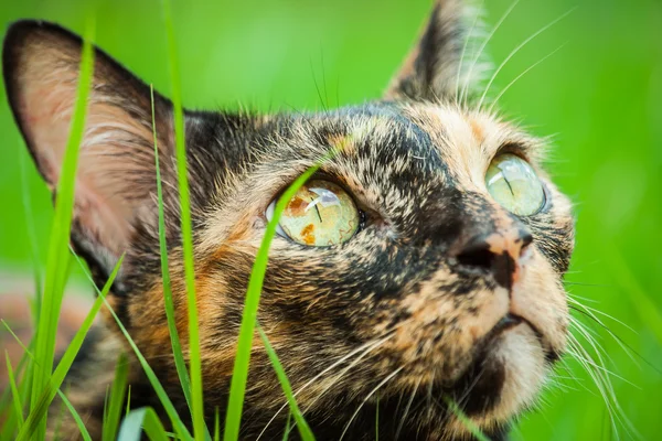 Gato está deitado no jardim . — Fotografia de Stock