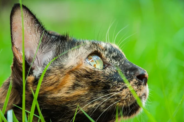 Gato está deitado no jardim . — Fotografia de Stock