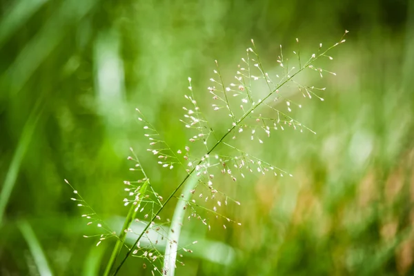 Травяные цветы — стоковое фото