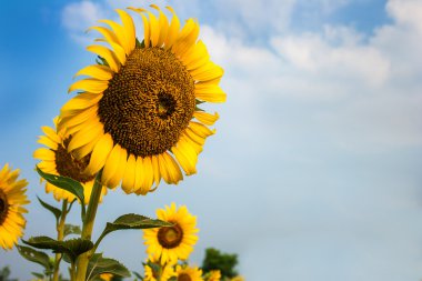 Ayçiçeği alanları yaz aylarında çiçek açan.