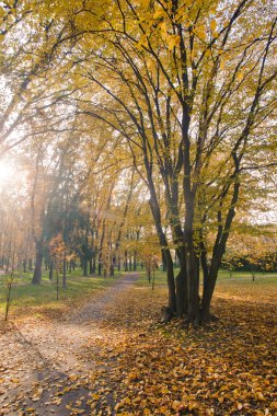 Sarı yapraklar ile sonbahar akçaağaç park
