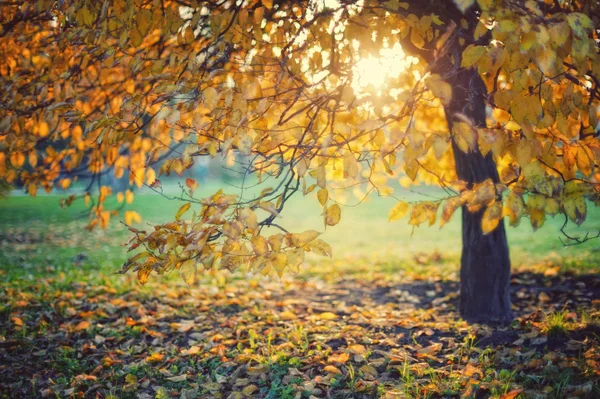 Yellow autumn leaves on a tree — Stock Photo, Image