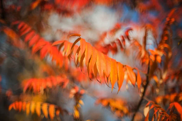 Red autumn leaves on a tree — Stock Photo, Image