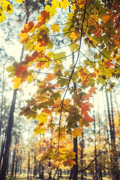 Yellow autumn maple leaves on a tree — Stock Photo, Image