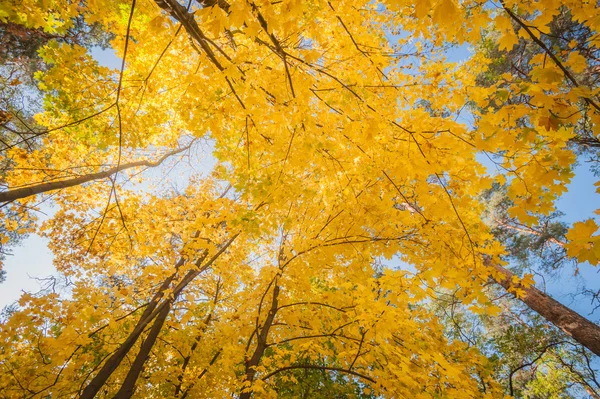 Yellow autumn maple leaves on a trees — Stock Photo, Image