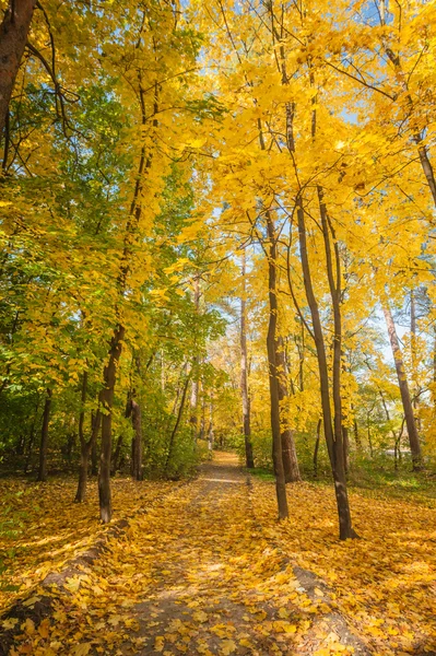 Autumn maple park with yellow leaves — Stock Photo, Image