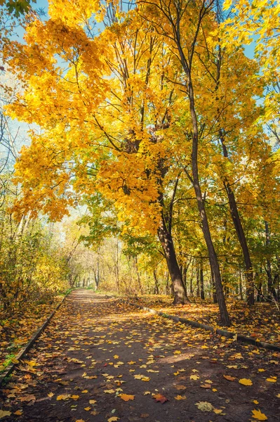 Autumn maple park with yellow leaves — Stock Photo, Image