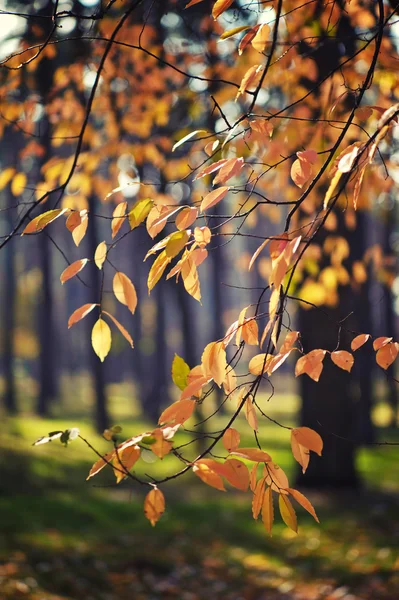 Yellow autumn leaves on a tree — Stock Photo, Image