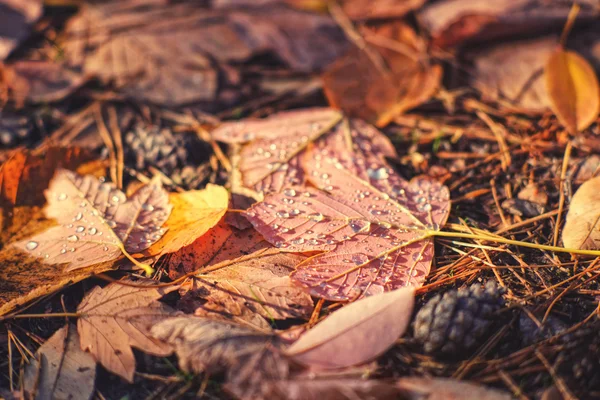 Herbstgelbe Blätter liegen auf Kiefernnadeln — Stockfoto