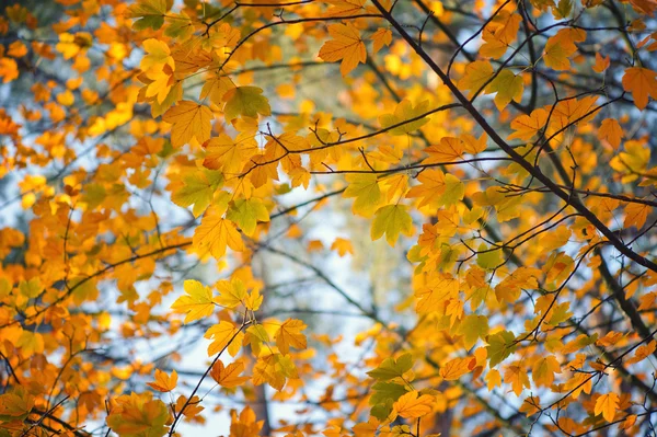Yellow autumn maple leaves on a tree — Stock Photo, Image