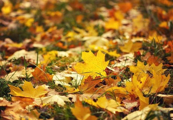 Outono folhas amarelas que jazem em uma grama — Fotografia de Stock