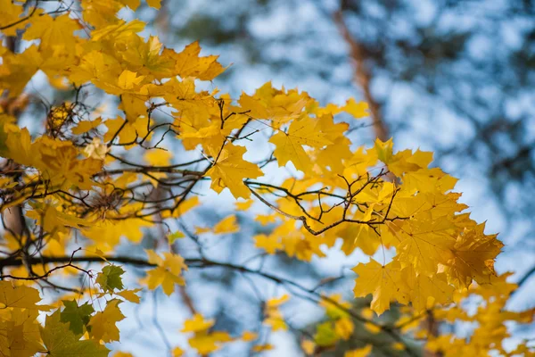 Yellow autumn maple leaves on a tree — Stock Photo, Image