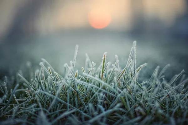 Grama verde com geada matinal e sol vermelho — Fotografia de Stock