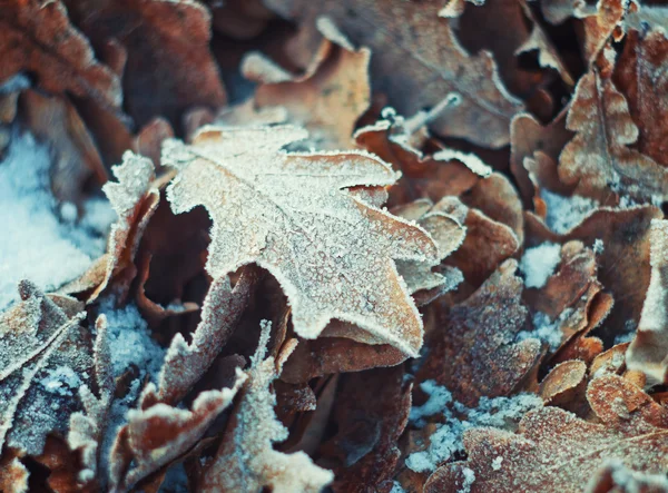 kar üzerinde yalan hoarfrost ile meşe yaprakları