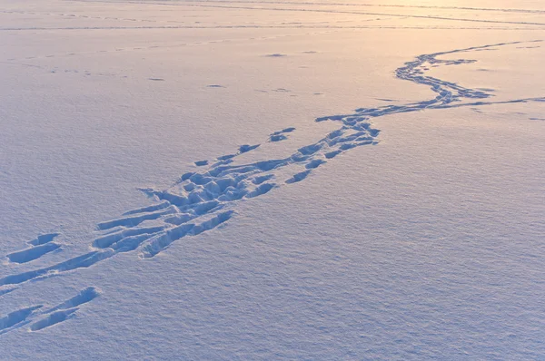 Snow surface texture with animal traces in evening sunlight — Stock Photo, Image