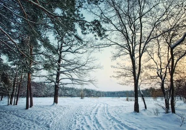 Winter forest park i snö på kvällen — Stockfoto