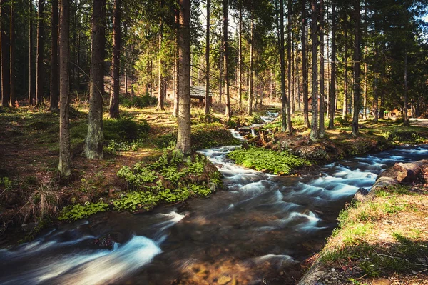 Carpathian mountain river — Stock Photo, Image