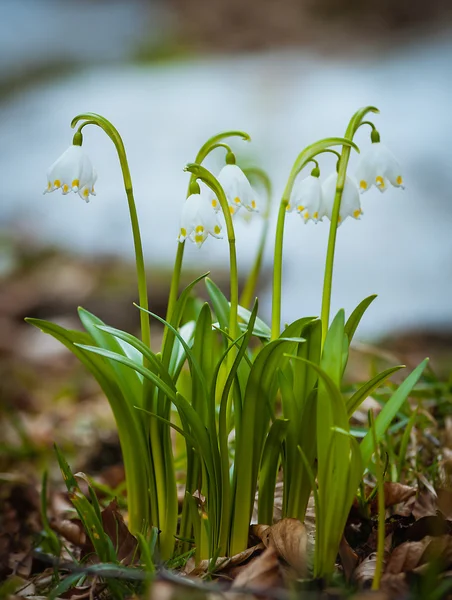 Group of Snowdrops on the snow — Stock Photo, Image