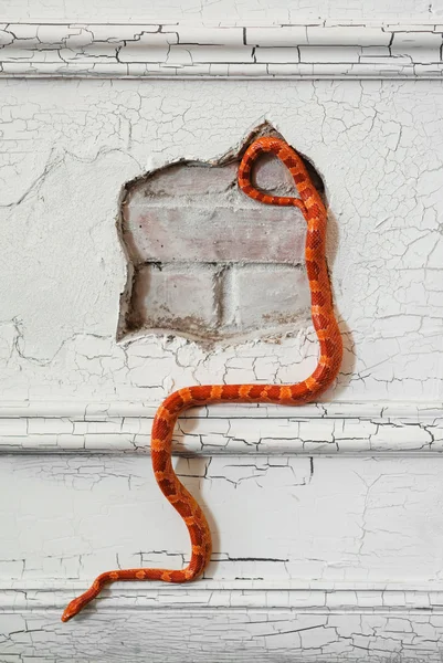 Creamsicle corn snake creeps — Stock Photo, Image